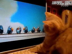 【优酷搞笑】萌猫看皮克斯动画gif动态图片