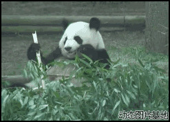 大熊猫搞笑视频图片