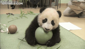 大熊猫国外搞笑视频图片