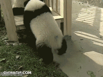 大熊猫宝宝搞笑视频图片