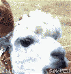 羊驼动态表情图片