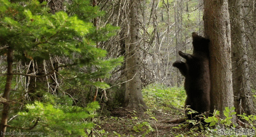 黑熊搓背动态图片
