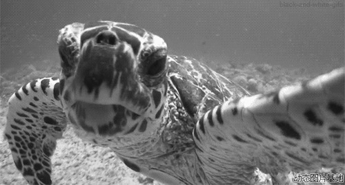 大海龟动态图片