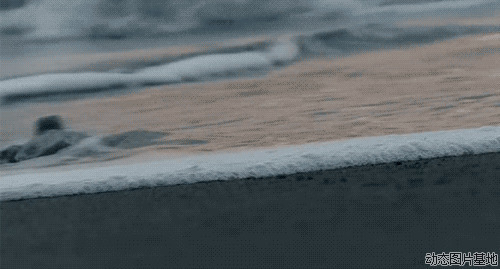 乌龟冲浪图片
