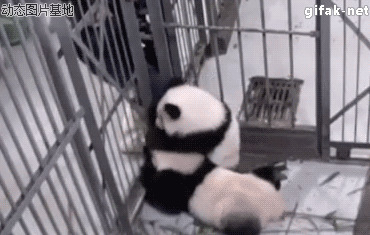 大熊猫搞笑动态图片