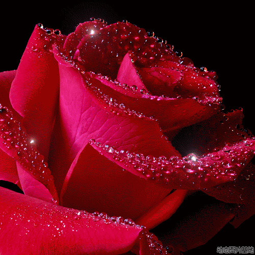漂亮的动态玫瑰花图片