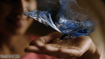 唯美蓝蝴蝶图片