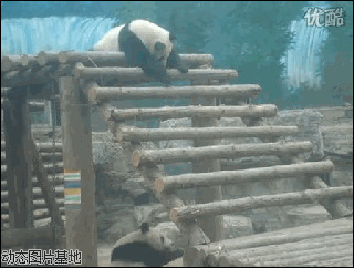 天才小熊猫游戏图片