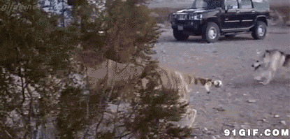 老虎追狗视频图片