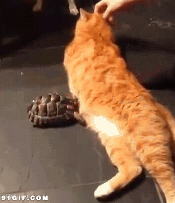 乌龟欺负猫猫搞笑视频动态图片