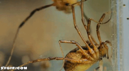 大蜘蛛活动动态图片