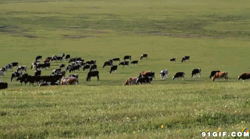草原上成群结对的奶牛图片