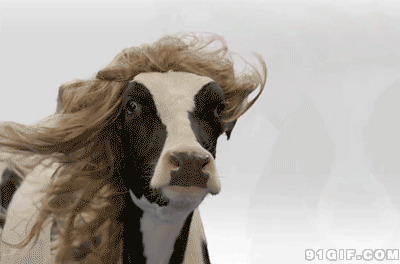 大风吹乱了奶牛的头发图片