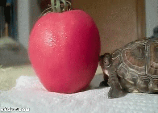 乌龟头顶西红柿搞笑图片