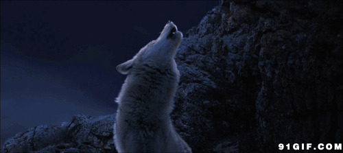 雪夜孤狼动态图片