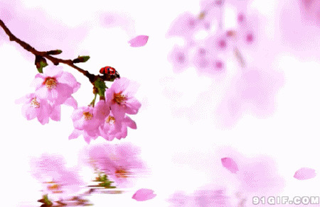桃花飘落的花瓣唯美动画图片