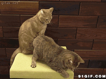 打架的宠物猫猫动态图片