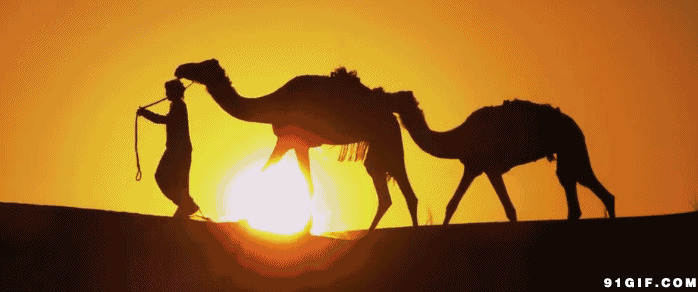 牵着骆驼穿越沙漠图片