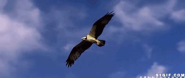蓝天下的苍鹰动态图片