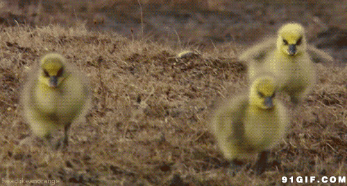 小鸡奔跑动态图片