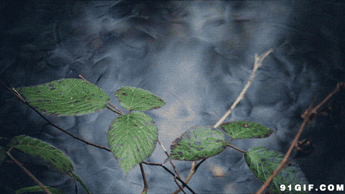 树枝下流淌的溪水图片