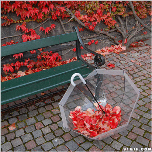 红叶飘落透明伞唯美图片