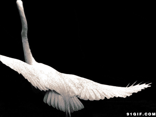 飞舞的白天鹅动态图片