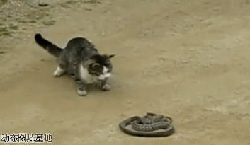 小猫vs蛇图片