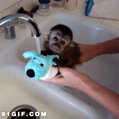 小猴子洗澡图片