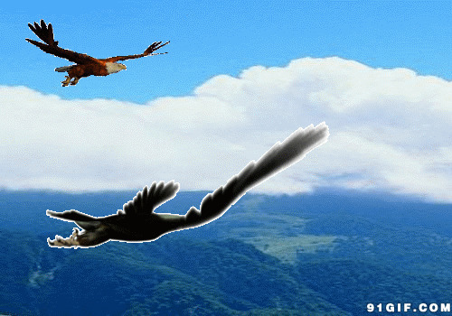 鹰飞翔的动态图片