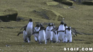 企鹅跳跃动态图片