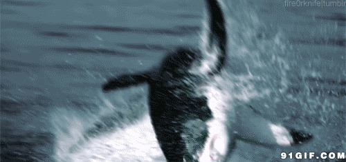 鲨鱼跳跃水面的动态图片