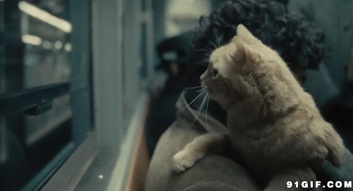 抱着猫咪坐地铁图片