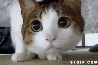 猫猫睁大眼睛东张西望图片