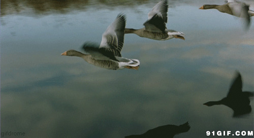 大雁飞过河面高清图片