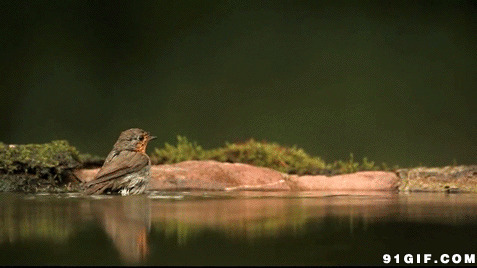 小鸟洗澡动态图片