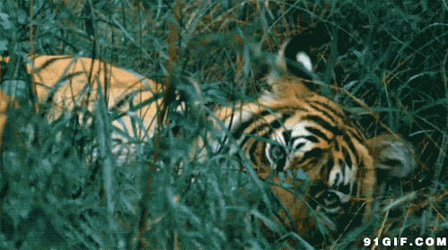 草丛中打滚的老虎图片
