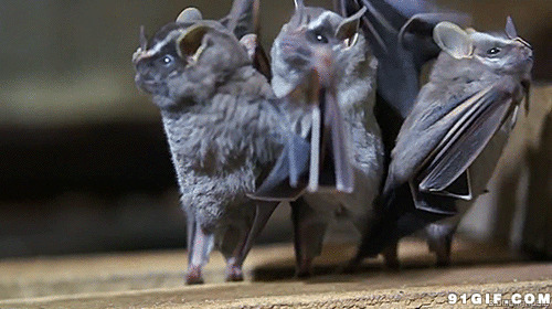 舞蝙蝠跳视频图片