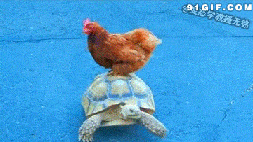 乌龟驮着公鸡搞笑图片