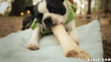 宠物狗咬骨头视频图片