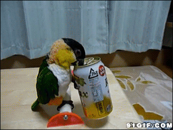 鹦鹉喝饮料视频图片