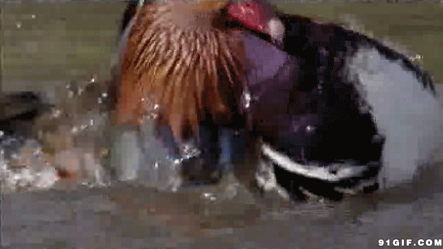 水鸭子洗澡视频图片
