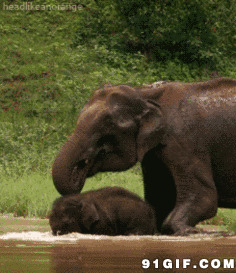 大象喝水动态图片