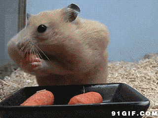 小老鼠吃烤肠动态图片