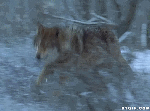 寒冬奔跑的孤独野狼图片