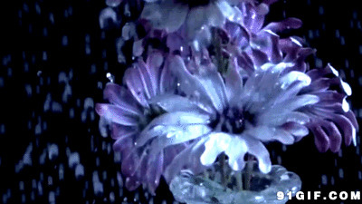 花瓣雨图片