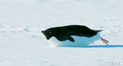 企鹅雪地滑行图片