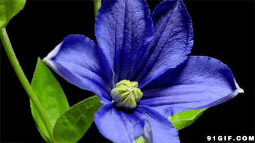 蓝色的花开图片