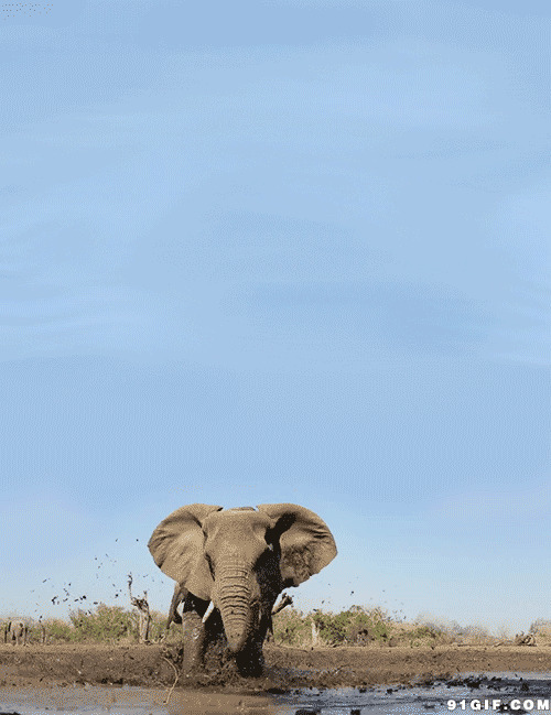 凶猛非洲大象动态图