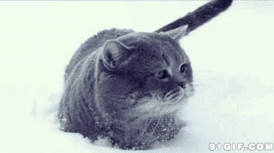 猫咪跌落雪地动态图